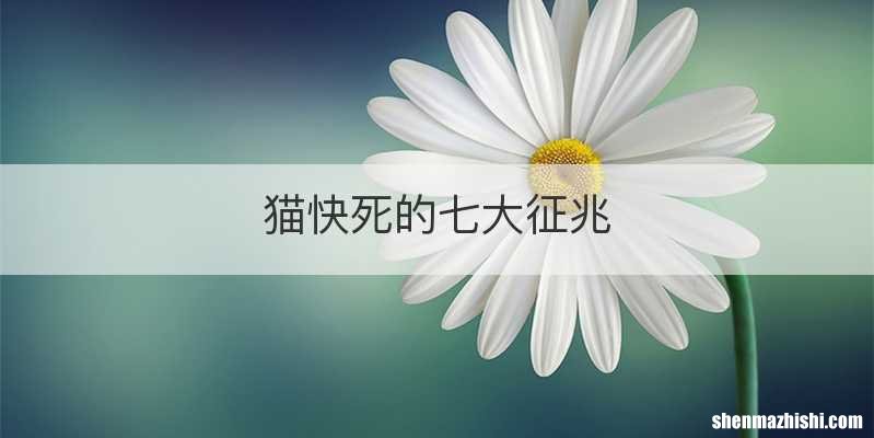 猫快死的七大征兆