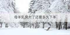 母羊乳房大了还要多久下羊