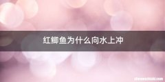 红鲫鱼为什么向水上冲