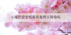 小尾巴安安和哥哥是同父异母吗