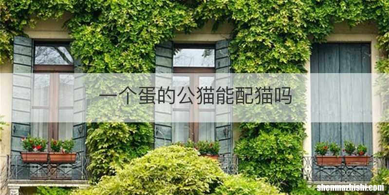 一个蛋的公猫能配猫吗
