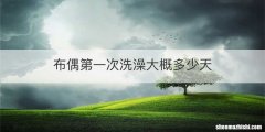 布偶第一次洗澡大概多少天