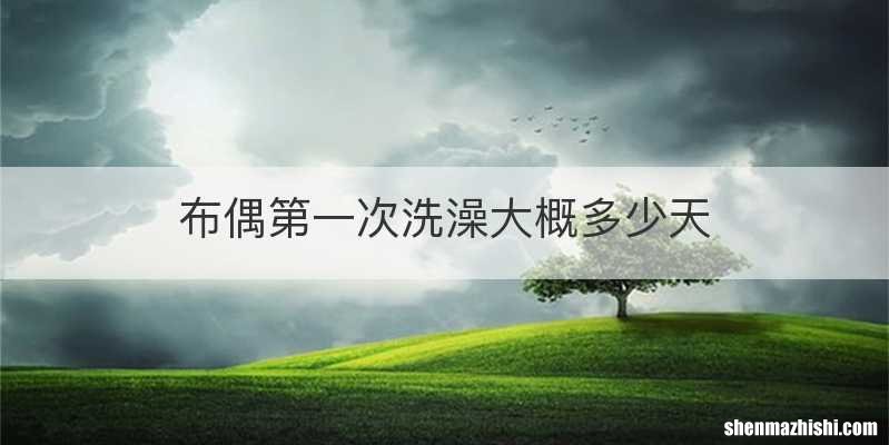 布偶第一次洗澡大概多少天