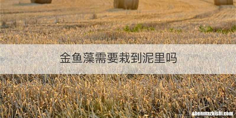 金鱼藻需要栽到泥里吗