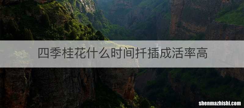 四季桂花什么时间扦插成活率高