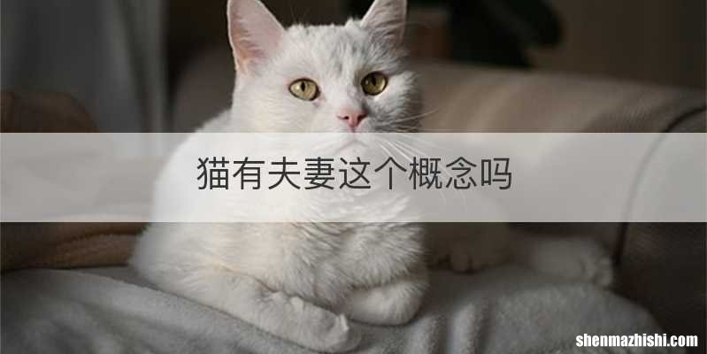 猫有夫妻这个概念吗