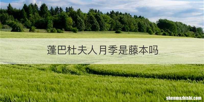 蓬巴杜夫人月季是藤本吗