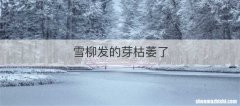 雪柳发的芽枯萎了