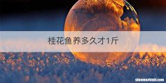 桂花鱼养多久才1斤