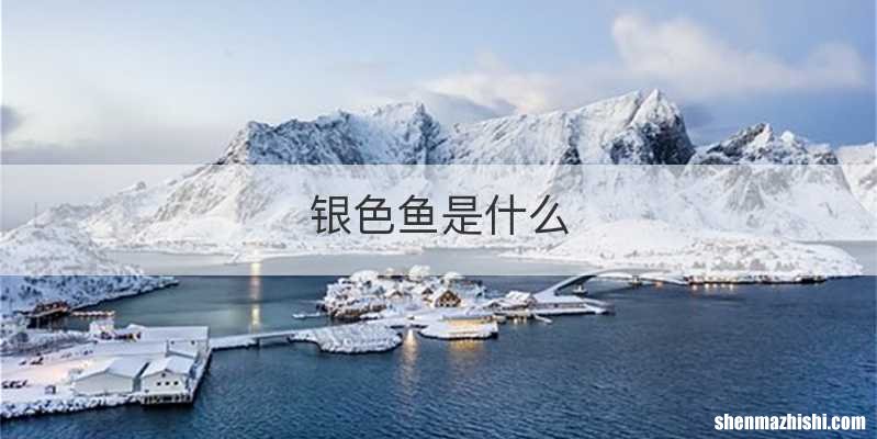 银色鱼是什么