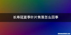 长寿冠夏季叶片焦落怎么回事