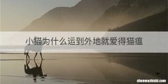 小猫为什么运到外地就爱得猫瘟