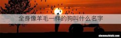 全身像羊毛一样的狗叫什么名字