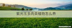 紫光玉多肉类植物怎么养