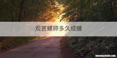 观赏螺卵多久成螺