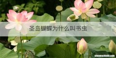 圣岛蝴蝶为什么叫书虫