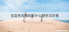 宝蓝色玫瑰花配什么颜色花好看