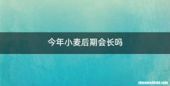 今年小麦后期会长吗