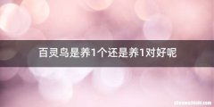 百灵鸟是养1个还是养1对好呢