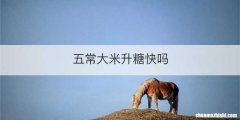 五常大米升糖快吗