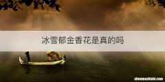 冰雪郁金香花是真的吗